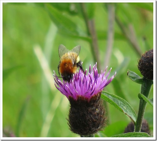 Hebridean bee2