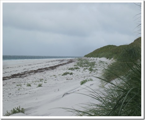 beach dunes